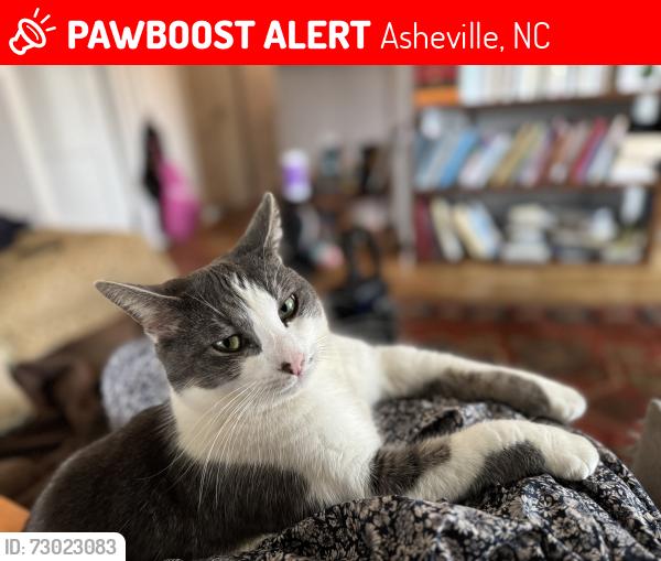 Lost Male Cat last seen Near Old Leicester Hwy. , Asheville, NC 28806