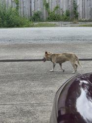 Found/Stray Unknown Dog last seen Wayside Dr 77028, Houston, TX 77028