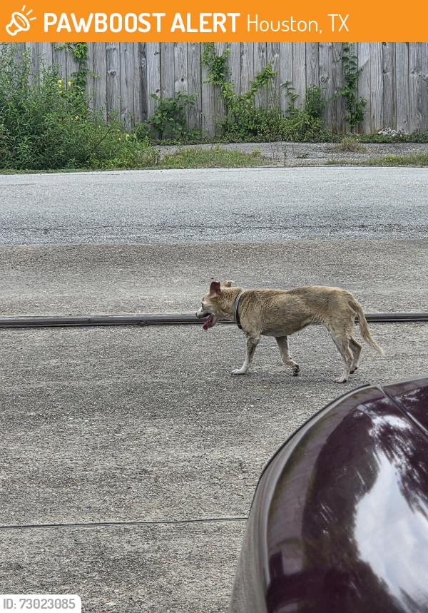 Found/Stray Unknown Dog last seen Wayside Dr 77028, Houston, TX 77028