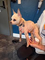 Reunited Male Dog last seen Rainier Bldg at Point Ruston, Tacoma, WA 98407