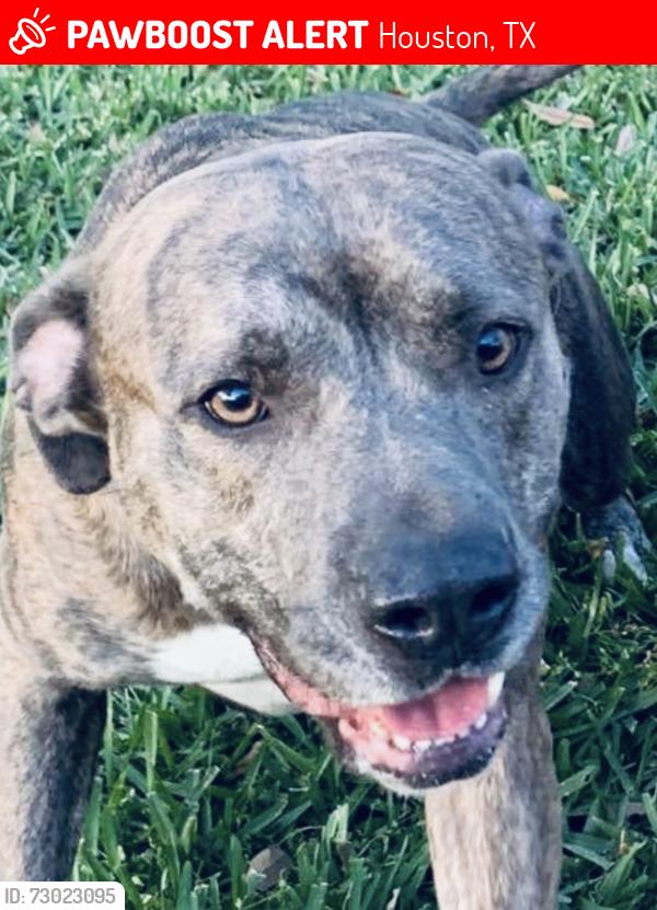 Lost Male Dog last seen Bay forest, Houston, TX 77062