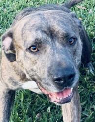 Lost Male Dog last seen Bay forest, Houston, TX 77062
