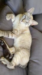 Found/Stray Female Cat last seen Sylvania hills memorial park, New Brighton, PA 15066