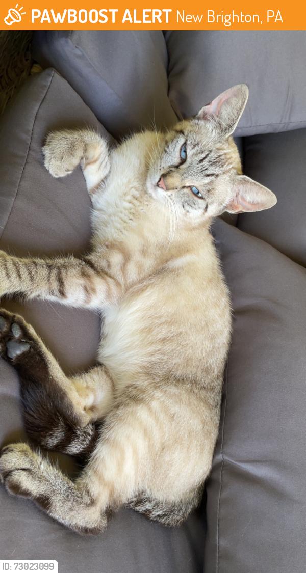 Found/Stray Female Cat last seen Sylvania hills memorial park, New Brighton, PA 15066