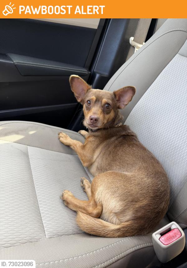 Found/Stray Male Dog last seen Florida Ave and mlk, Hillsborough County, FL 33612