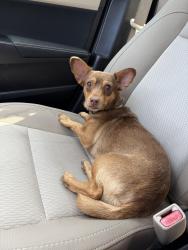Found/Stray Male Dog last seen Florida Ave and mlk, Hillsborough County, FL 33612