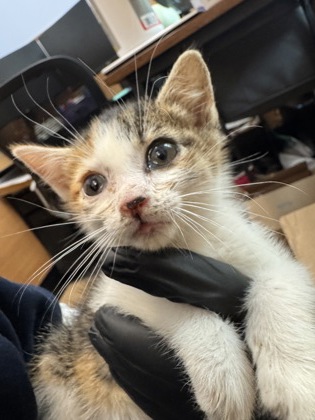 Shelter Stray Female Cat last seen Near New Peachtree Rd, Doraville, GA 30340, 30340, GA, 3280 Chamblee Dunwoody Rd, Chamblee, GA 30341, USA