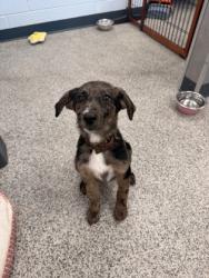 Shelter Stray Female Dog last seen Airport Road right near airport, James City, NC, 1639 Old Airport Rd, New Bern, NC 28562, USA