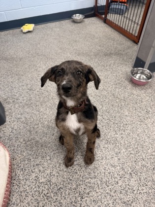 Shelter Stray Female Dog last seen Airport Road right near airport, James City, NC, 1639 Old Airport Rd, New Bern, NC 28562, USA