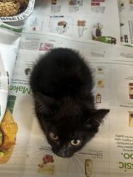 Shelter Stray Female Cat last seen Tienda El Tikal Chamblee ga 30341, 30341, GA, 3280 Chamblee Dunwoody Rd, Chamblee, GA 30341, USA