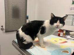 Shelter Stray Male Cat last seen Near E 31st Street, 64128, MO, 7077 Elmwood Ave, Kansas City, MO 64132, USA