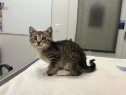 Shelter Stray Female Cat last seen Near Overhill Road, 64134, MO, 7077 Elmwood Ave, Kansas City, MO 64132, USA