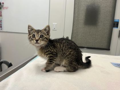 Shelter Stray Female Cat last seen Near Overhill Road, 64134, MO, 7077 Elmwood Ave, Kansas City, MO 64132, USA
