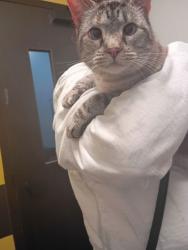 Shelter Stray Female Cat last seen Liberty Parkway Nw, Atlanta, GA, 1251 Fulton Industrial Blvd NW, Atlanta, GA 30336, USA