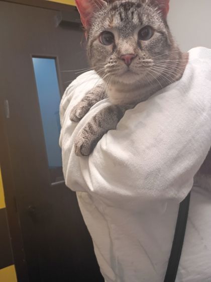 Shelter Stray Female Cat last seen Liberty Parkway Nw, Atlanta, GA, 1251 Fulton Industrial Blvd NW, Atlanta, GA 30336, USA