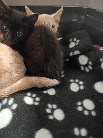 Shelter Stray Male Cat last seen Near Custer Ave SE, Atlanta, GA, 1251 Fulton Industrial Blvd NW, Atlanta, GA 30336, USA