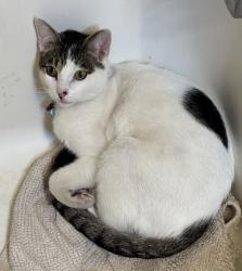 Reunited Male Cat last seen Near Lenin statue in Fremont neighborhood , Seattle, WA 98103
