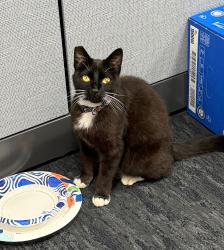 Found/Stray Unknown Cat last seen Capitol Way & 4th Ave, Olympia, WA 98501