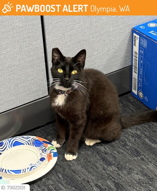 Found/Stray Unknown Cat last seen Capitol Way & 4th Ave, Olympia, WA 98501