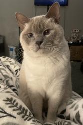 Reunited Male Cat last seen Near Sunnyside Drive, Virginia Beach, VA 23464