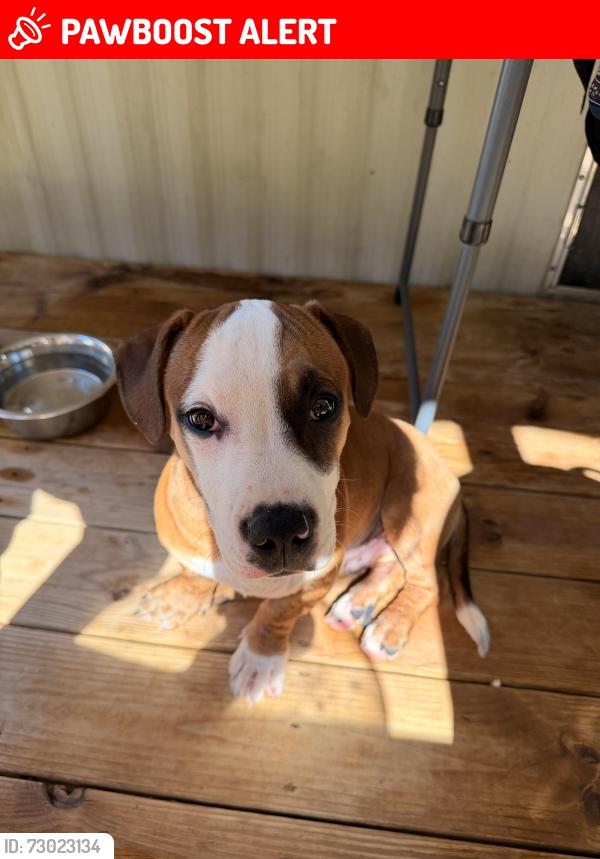 Lost Male Dog last seen Apple Blossom Ln, Burlington NC, Alamance County, NC 27217