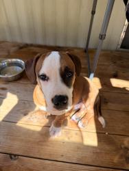 Lost Male Dog last seen Apple Blossom Ln, Burlington NC, Alamance County, NC 27217