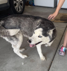 Found/Stray Female Dog last seen Serenghetti Drive, Sparks, NV 89436
