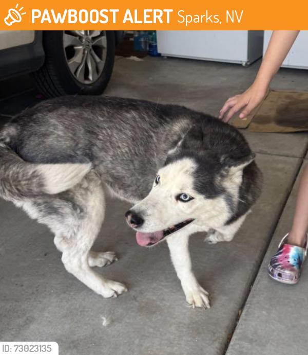 Found/Stray Female Dog last seen Serenghetti Drive, Sparks, NV 89436