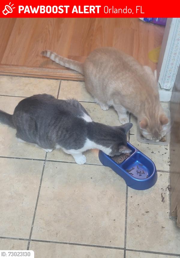 Lost Male Cat last seen Maybe Pet adoption place, Orlando, FL 32801