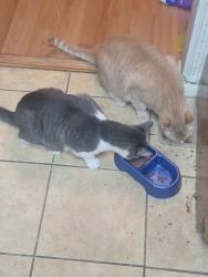 Lost Male Cat last seen Maybe Pet adoption place, Orlando, FL 32801