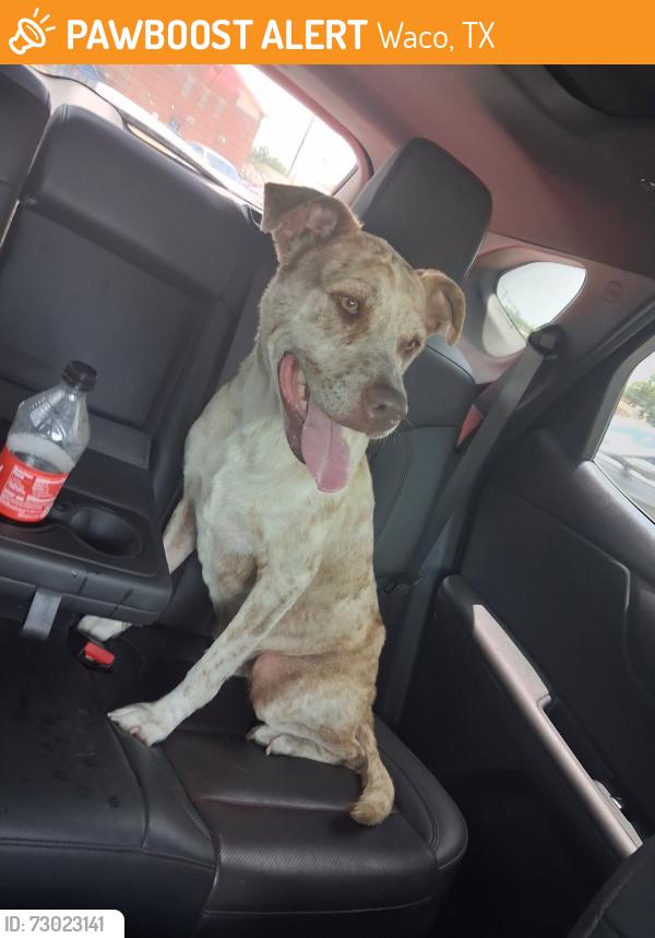 Found/Stray Female Dog last seen Circle K on bosque and New Road, Waco, TX 76710