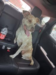 Found/Stray Female Dog last seen Circle K on bosque and New Road, Waco, TX 76710
