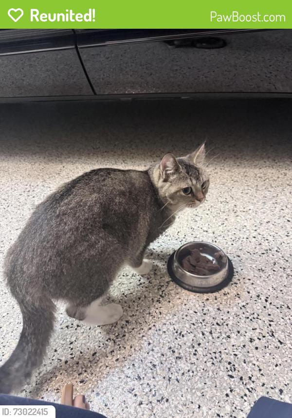Reunited Unknown Cat last seen Surfbird, Aliso Viejo, CA 92656