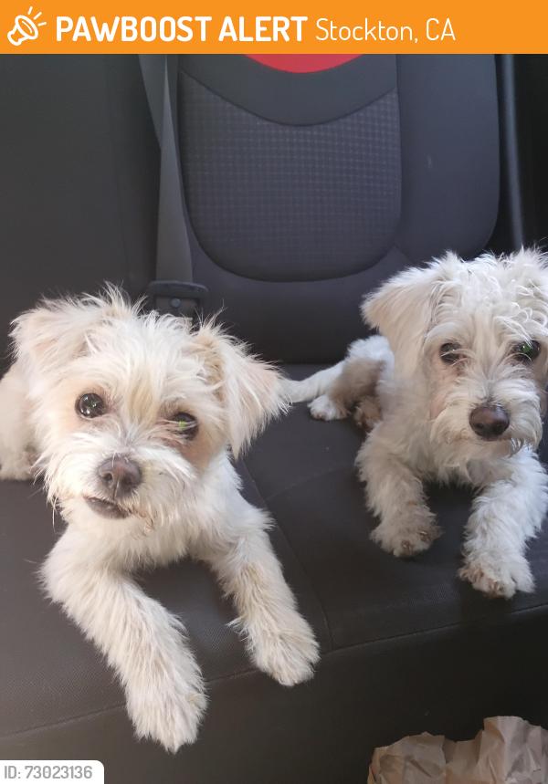 Found/Stray Unknown Dog last seen Charter Way Jack in the Box , Stockton, CA 95206