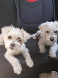 Found/Stray Unknown Dog last seen Charter Way Jack in the Box , Stockton, CA 95206