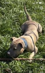Lost Male Dog last seen Silent Wood St, Houston, TX 77086