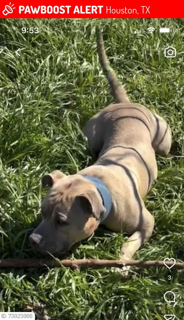Lost Male Dog last seen Silent Wood St, Houston, TX 77086
