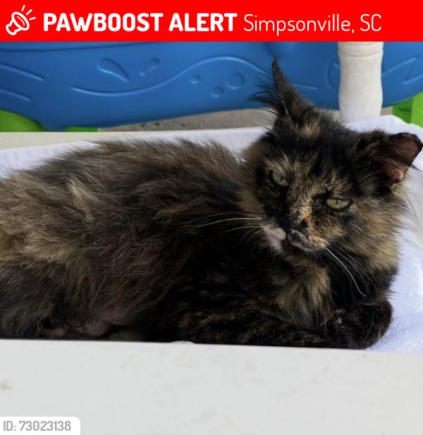 Lost Female Cat last seen Scuffletown and Jonesville Road, Simpsonville, SC 29681