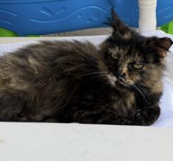 Lost Female Cat last seen Scuffletown and Jonesville Road, Simpsonville, SC 29681