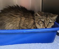 Shelter Stray Female Cat last seen OR, 1700 W Historic Columbia River Hwy, Troutdale, OR 97060, USA