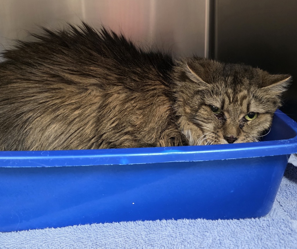 Shelter Stray Female Cat last seen OR, 1700 W Historic Columbia River Hwy, Troutdale, OR 97060, USA