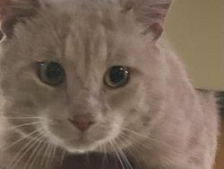 Shelter Stray Male Cat last seen New Land Drive, VIRGINIA BEACH, VA, 23453, 341 S Birdneck Rd, Virginia Beach, VA 23451, USA