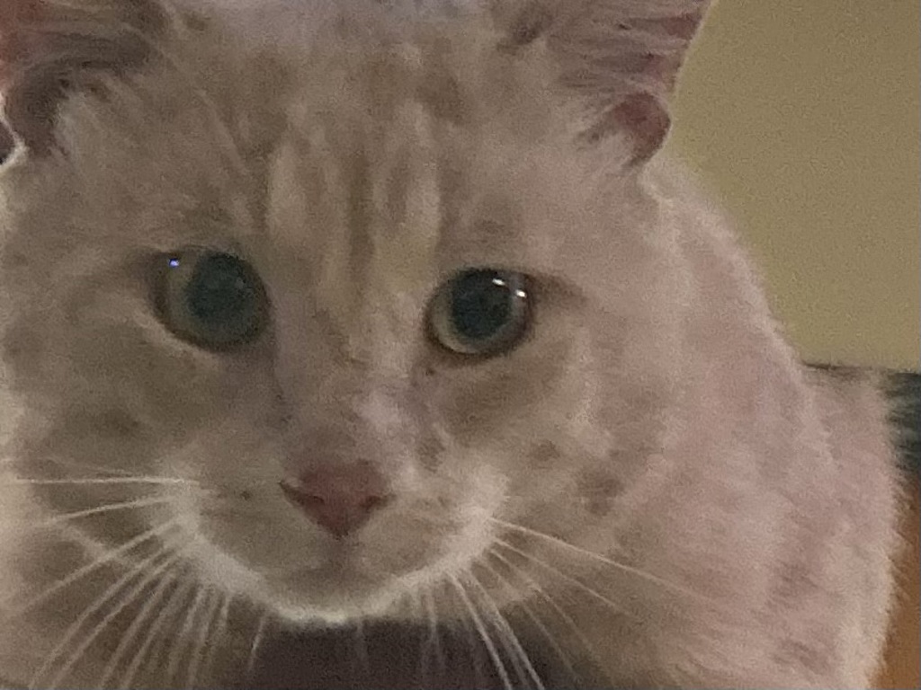 Shelter Stray Male Cat last seen New Land Drive, VIRGINIA BEACH, VA, 23453, 341 S Birdneck Rd, Virginia Beach, VA 23451, USA