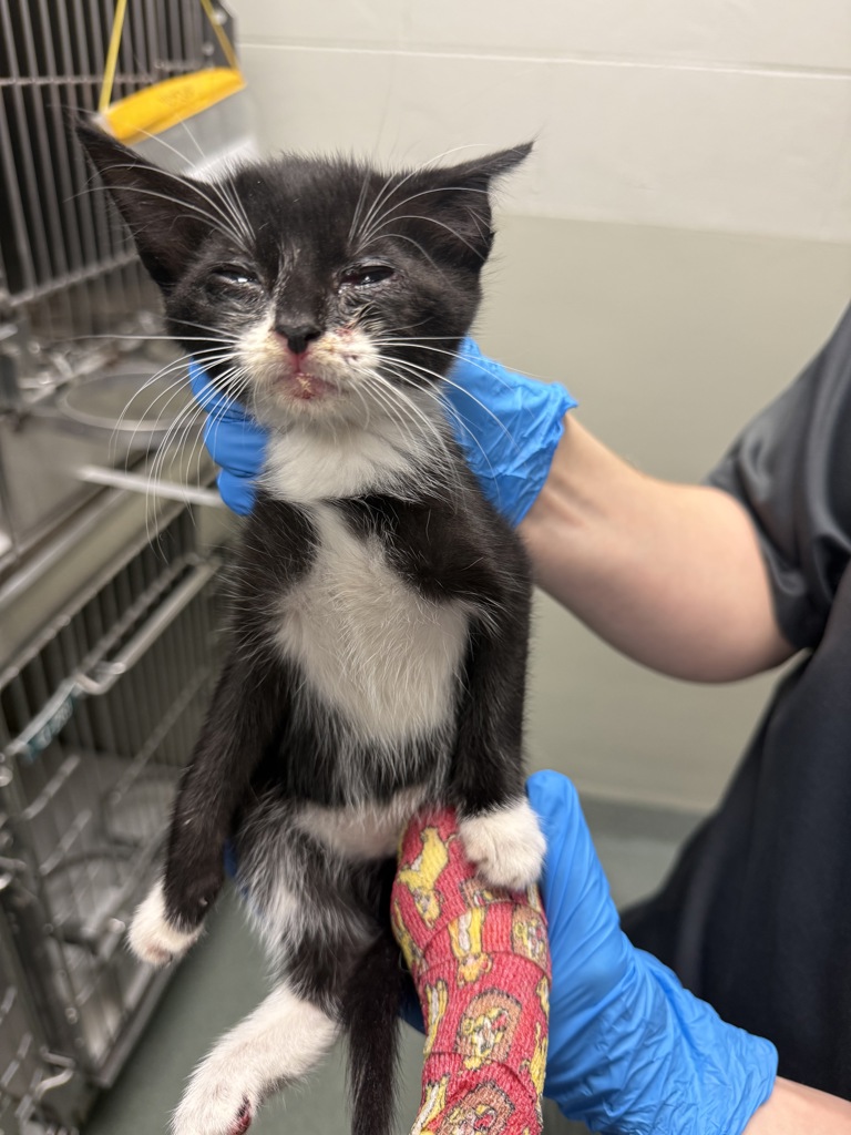 Shelter Stray Male Cat last seen Hull Street Road, MIDLOTHIAN, VA, 23112, 9300 Public Works Rd, Chesterfield, VA 23832, USA