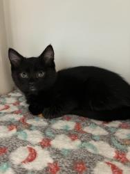 Shelter Stray Male Cat last seen Near W 5740 S, Kearns Township, UT, 84118, 511 W 3900 S, Salt Lake City, UT 84123, USA
