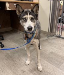 Shelter Stray Female Dog last seen Irving Street, San Diego, CA, 92113, 5500 Gaines St, San Diego, CA 92110, USA