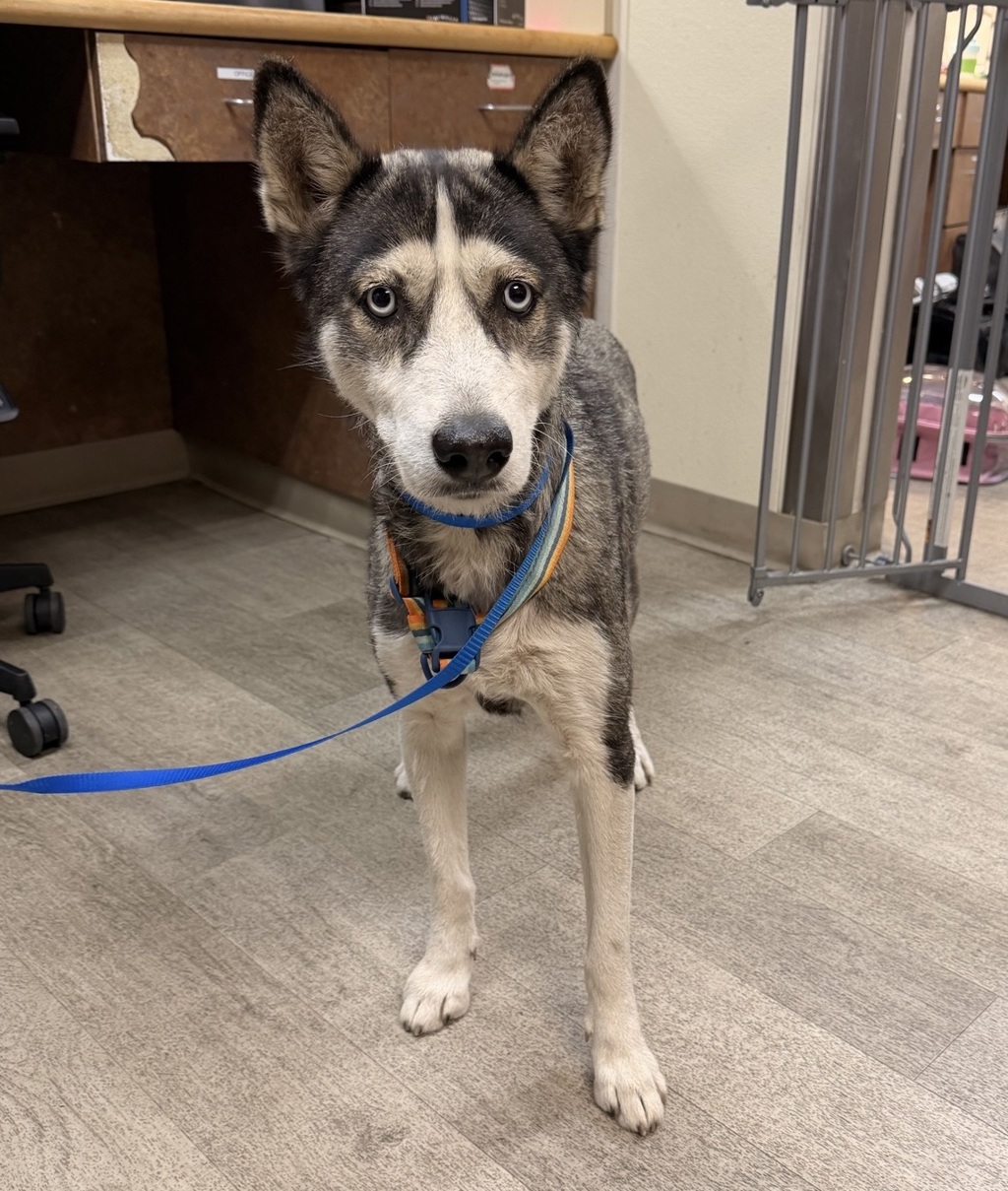 Shelter Stray Female Dog last seen Irving Street, San Diego, CA, 92113, 5500 Gaines St, San Diego, CA 92110, USA