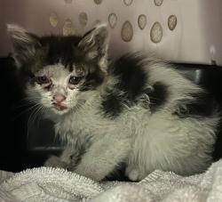 Shelter Stray Female Cat last seen N bound on 5 fwy near 163 intersection, San Diego, CA, 92101, 5500 Gaines St, San Diego, CA 92110, USA