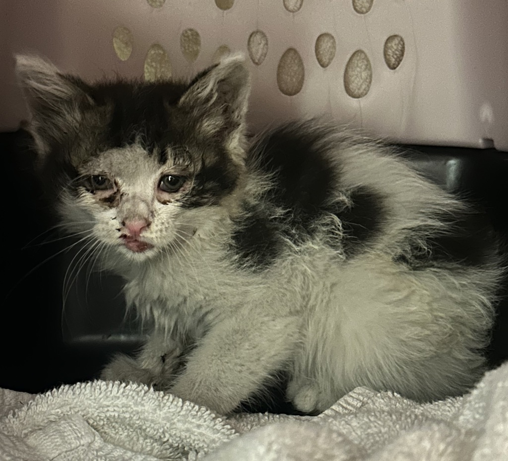 Shelter Stray Female Cat last seen N bound on 5 fwy near 163 intersection, San Diego, CA, 92101, 5500 Gaines St, San Diego, CA 92110, USA