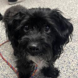 Shelter Stray Female Dog last seen Marcella Manor Apartments, Arvada, CO, 80004, 580 McIntyre St, Golden, CO 80401, USA